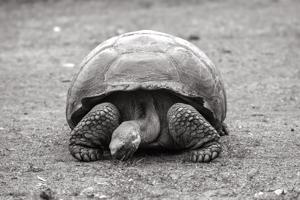 Giant tortoise